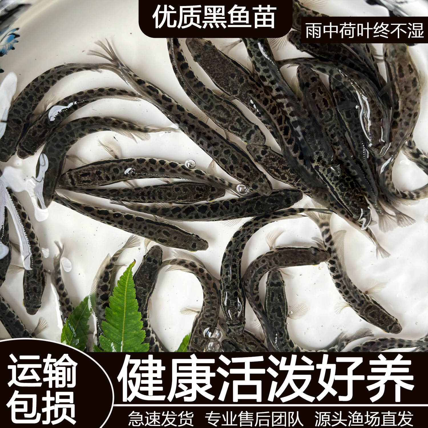 黑鱼苗淡水养殖食用好养生鱼活体乌鳢财鱼斑鱼特大凶猛冷水观赏鱼图片
