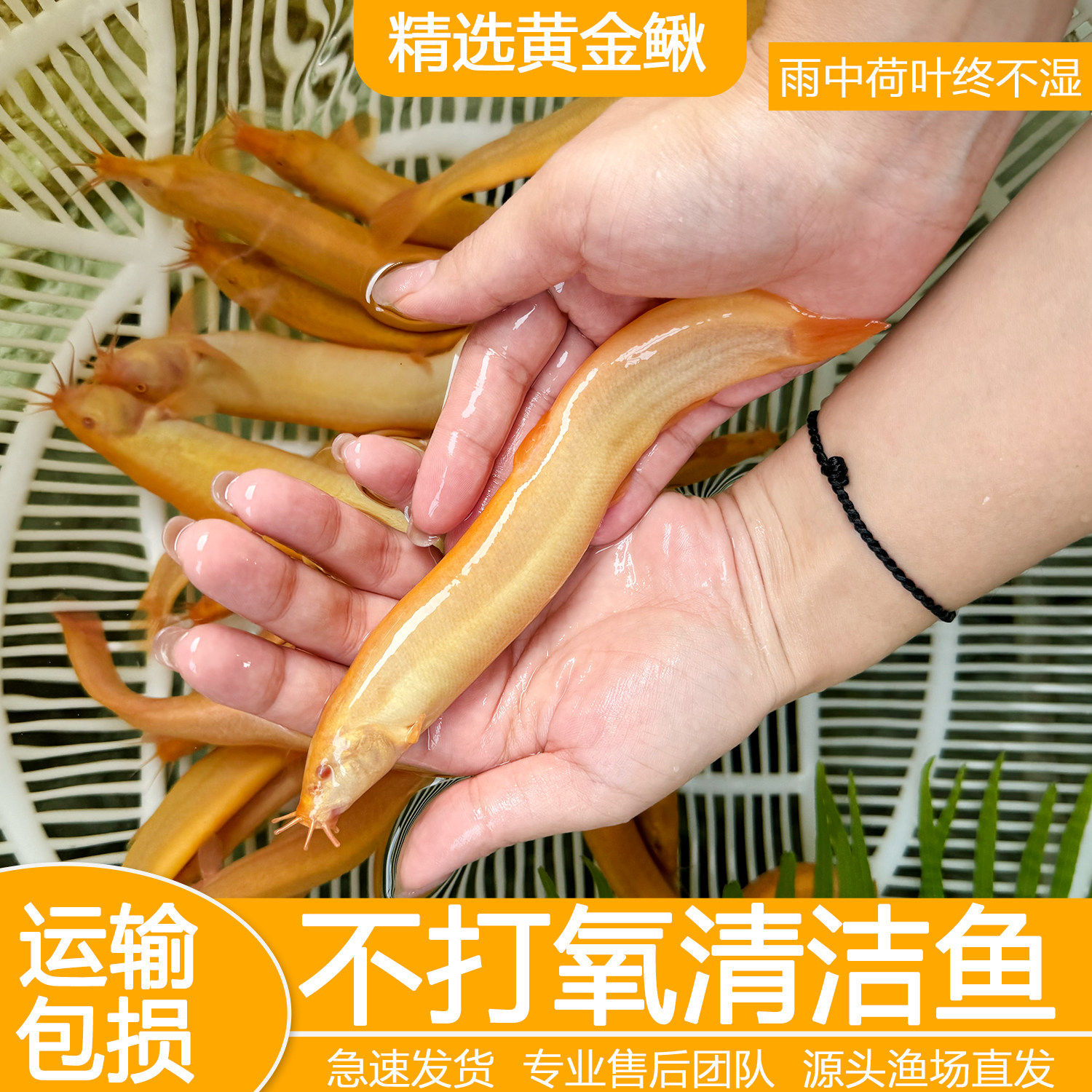 黄金泥鳅清道夫冷水鱼观赏鱼淡水鱼小金鱼小红鱼练手鱼鲜活泥鳅苗