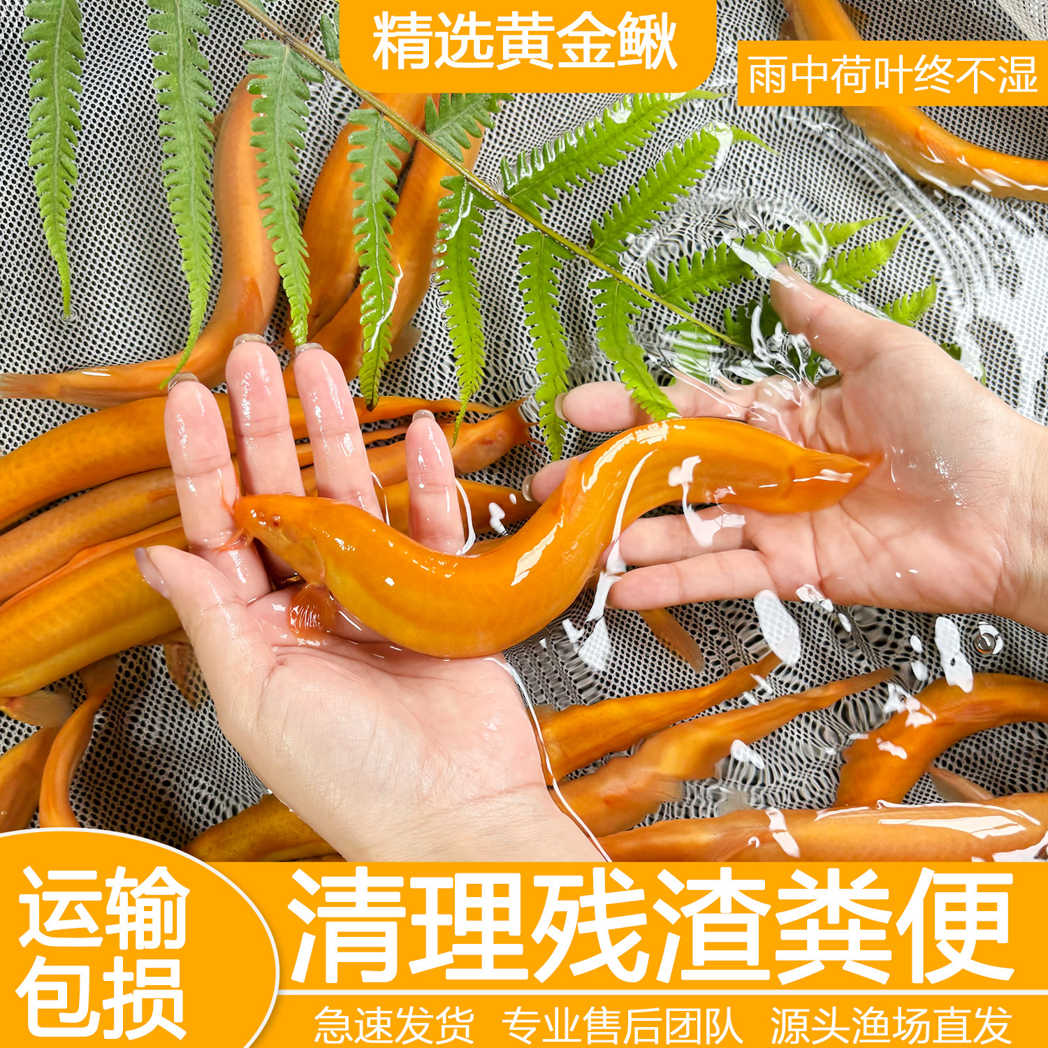 黄金泥鳅冷水观赏鱼黄金泥鳅鱼缸清洁工具鱼清道夫好养耐活鱼包邮图片