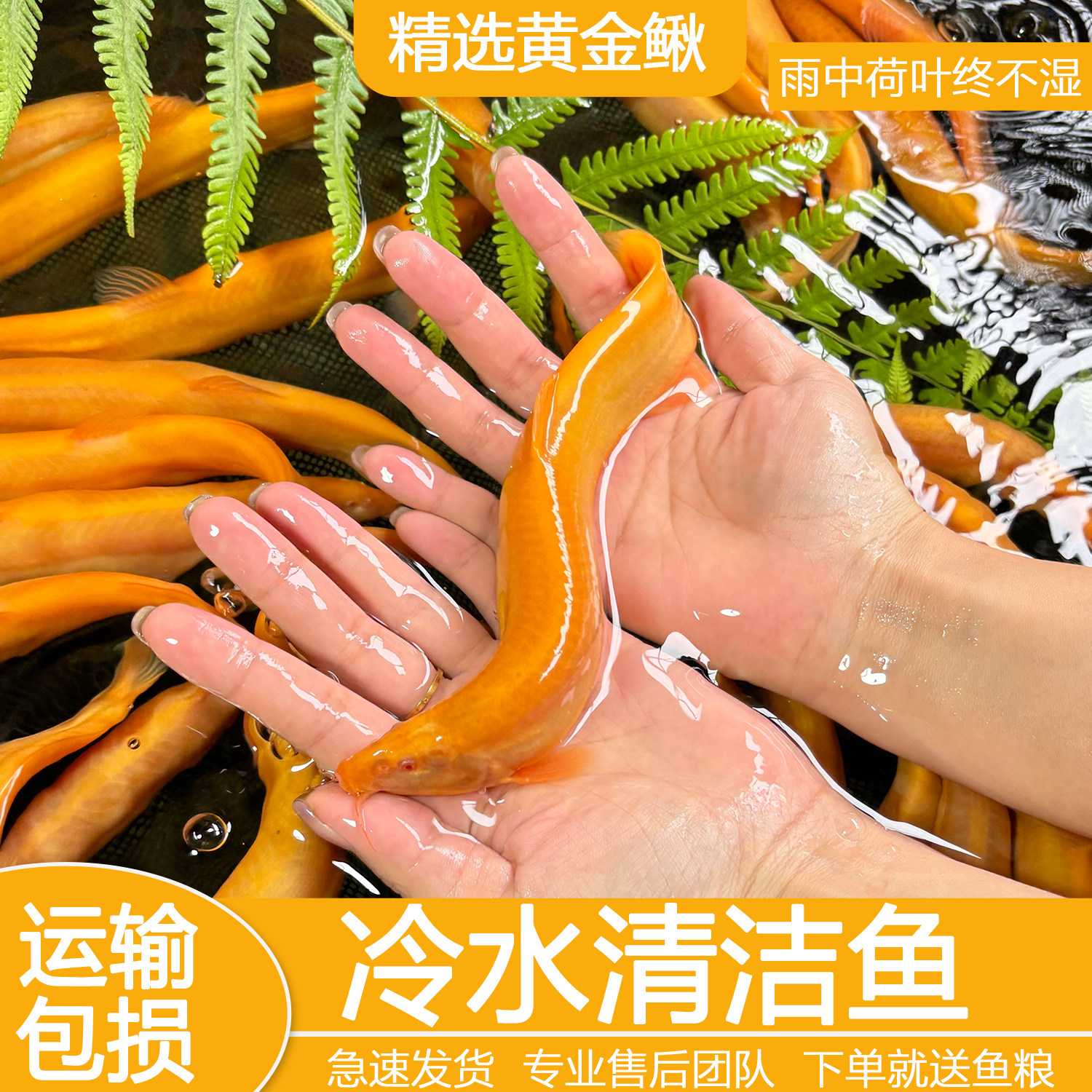 黄金泥鳅冷水观赏鱼黄金泥鳅鱼缸清洁工具鱼清道夫好养耐活鱼包邮