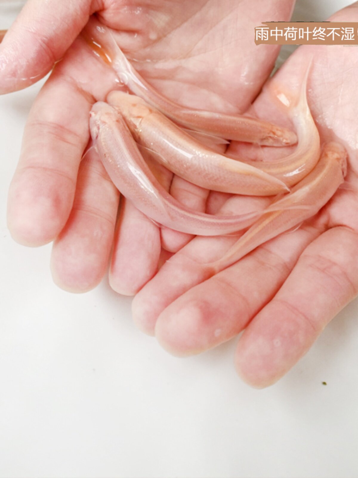 赤目红眼银鳕鱼苗冷水淡水白子招财观赏鱼食用大鳞鲃鳕鱼苗黄化鱼