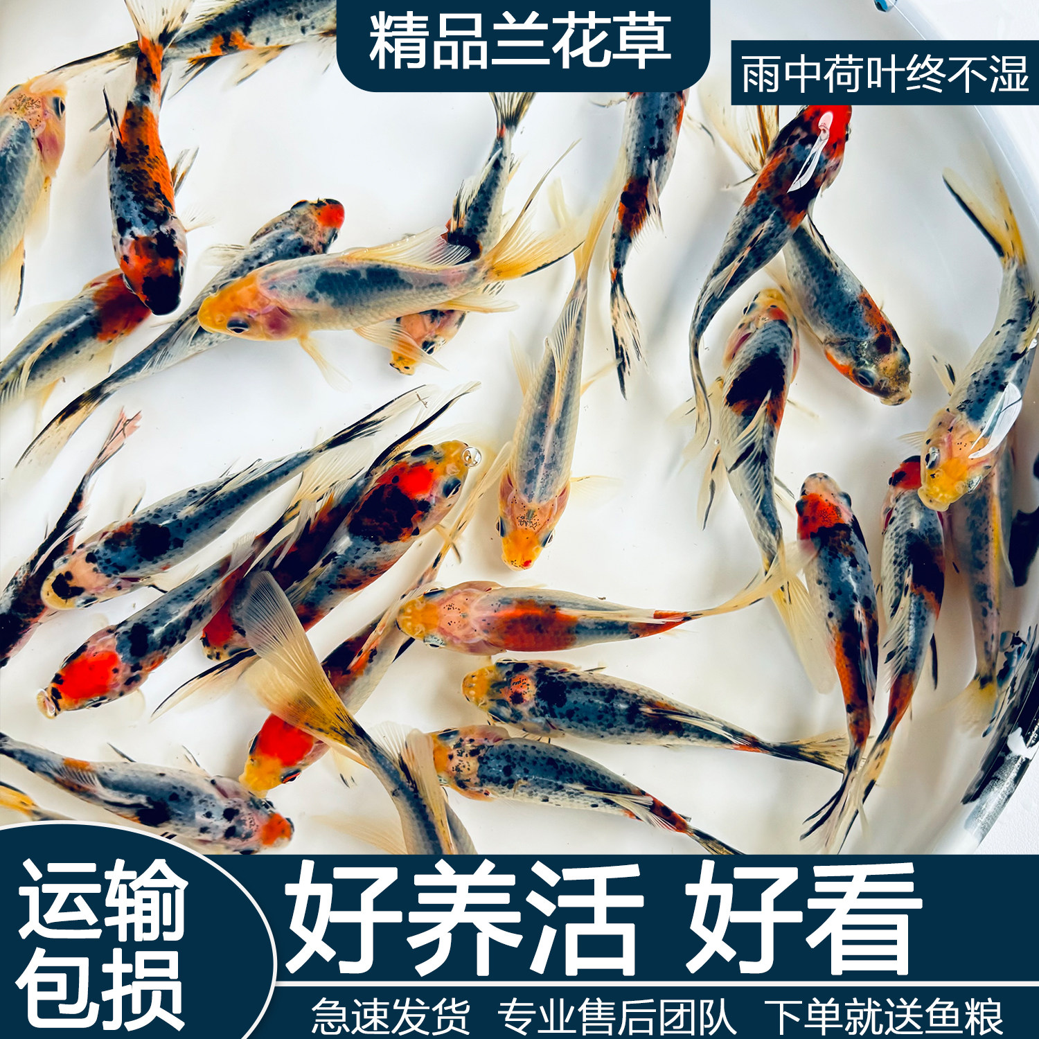 五彩兰花草金鱼观赏鱼冷水鱼好养耐活自来水淡水长尾巴活体鱼小型
