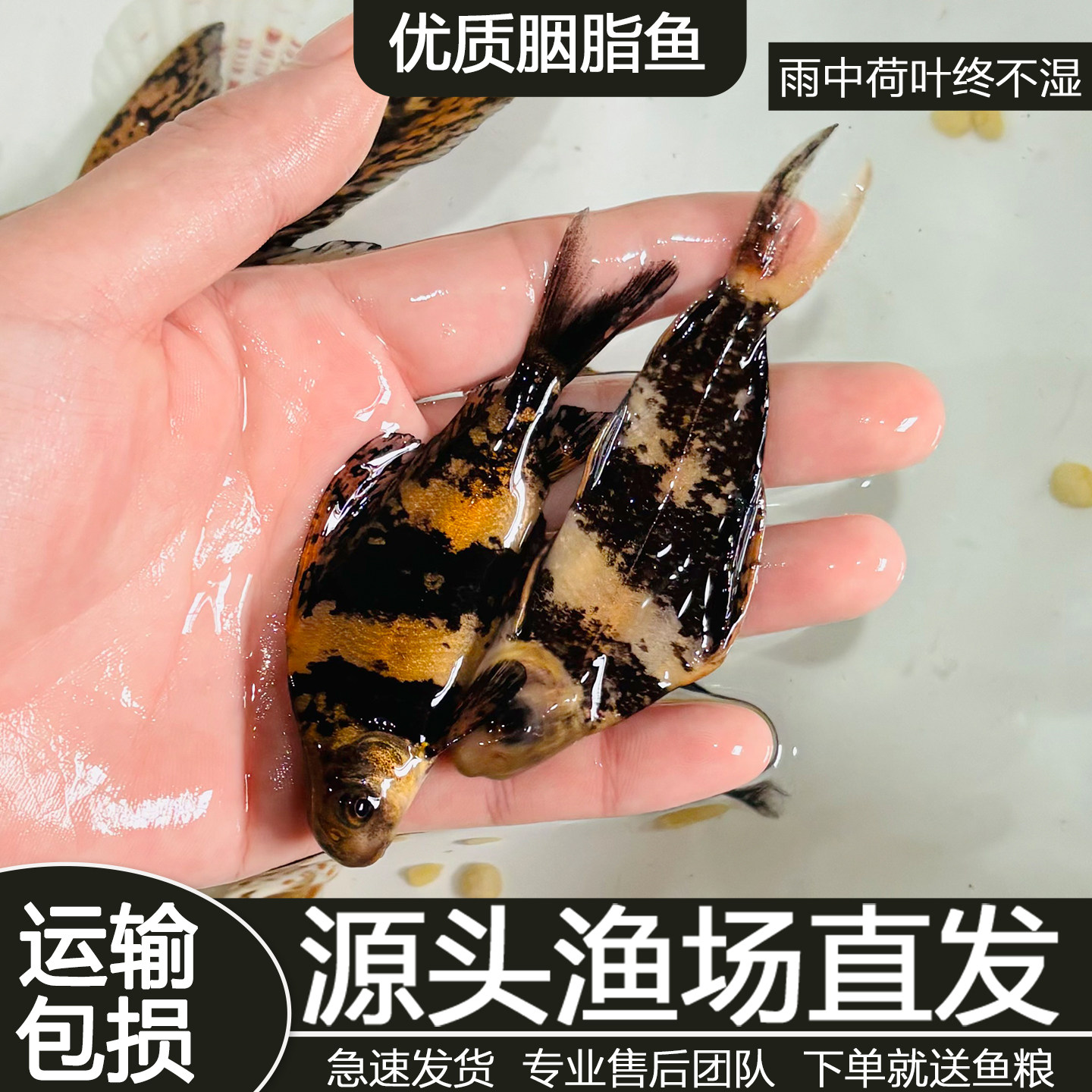 一帆风顺冷水淡水活体养殖除藻清洁工具鱼可混养好养耐活观赏鱼苗,宠物/宠物食品及用品,鱼,淘宝优惠券,粉丝福利购,淘宝优惠卷