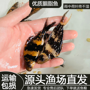 一帆风顺冷水淡水活体养殖除藻清洁工具鱼可混养好养耐活观赏鱼苗