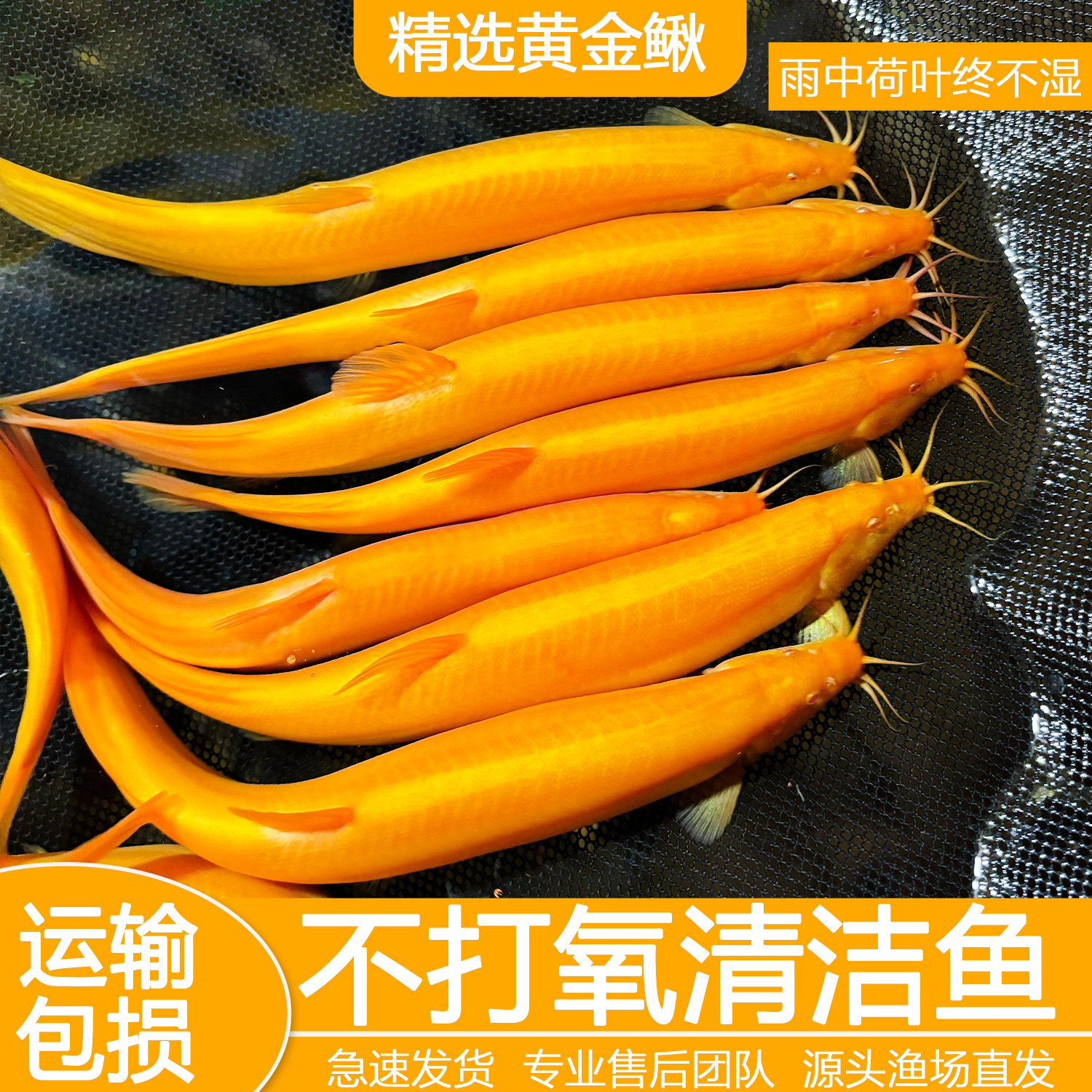限时优惠大尺寸黄金泥鳅冷水观赏鱼黄金泥鳅鱼缸清洁工具鱼清道夫图片