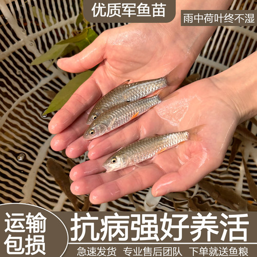军鱼苗野批淡水养殖食用活体活鱼青竹鲩鱼黄娟鱼河坚鱼苗生发鲅鱼
