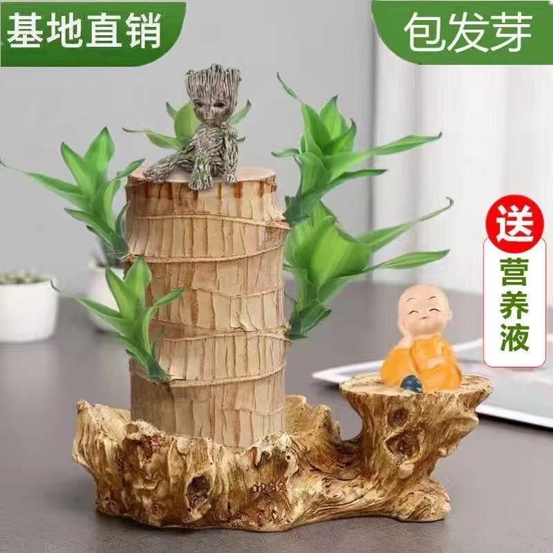 巴西木水养幸运木开花格鲁特小树人绿植盆栽室内水培好养植物巴旦