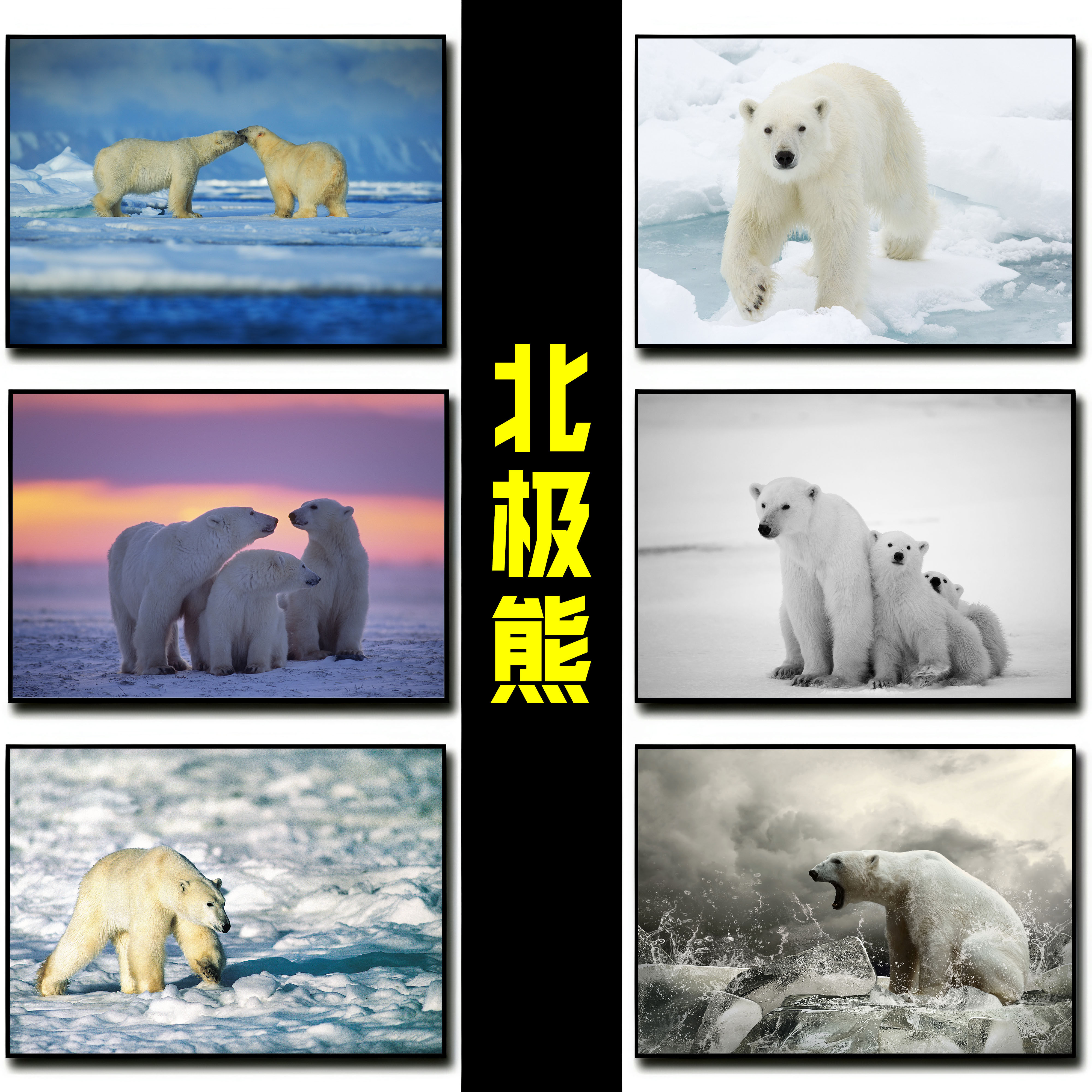 北极熊海报冰川白熊可爱动物高清卧室宿舍壁纸墙贴装饰挂画定制图