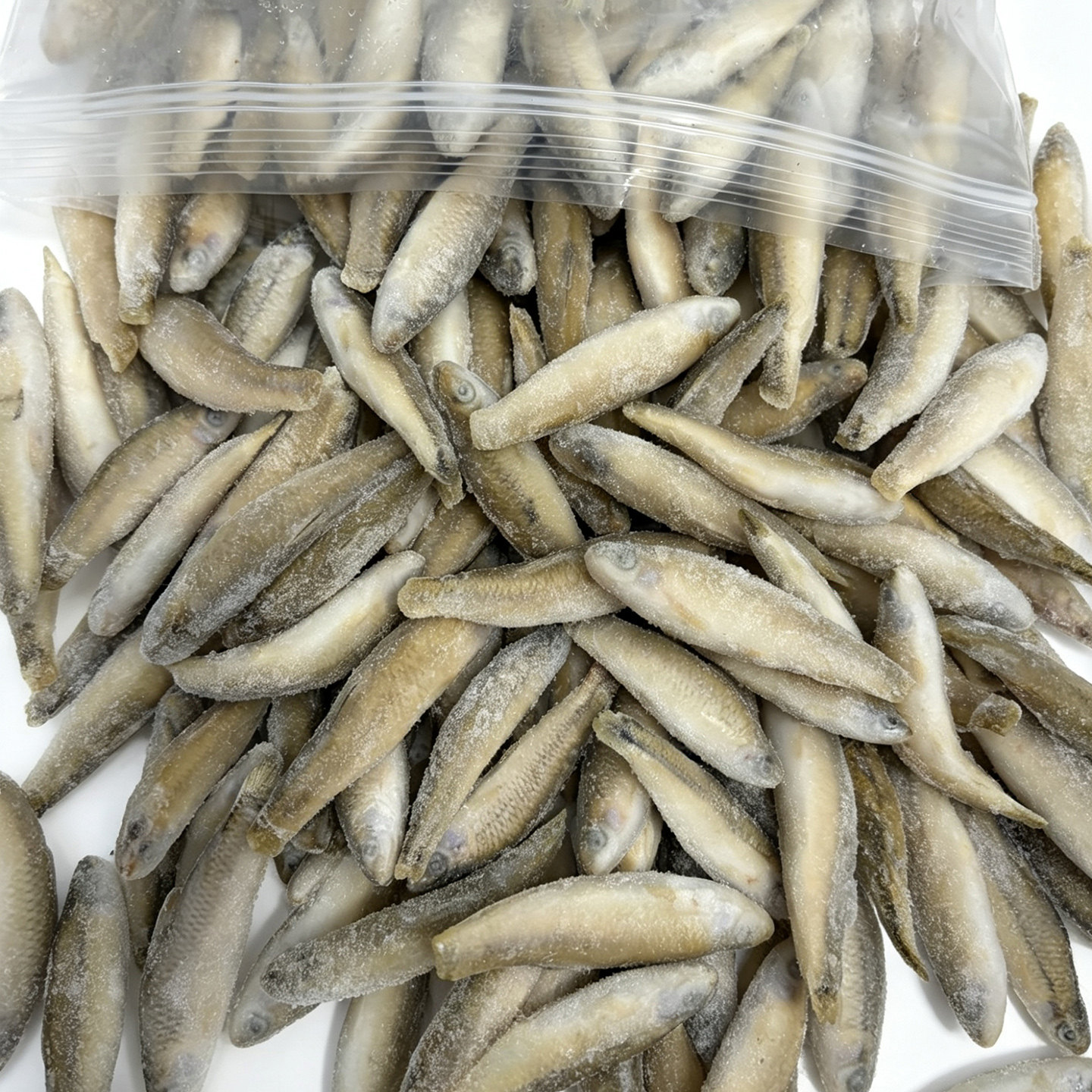 麦穗鱼冷冻冰冻龙鱼饲料专用鱼食红龙虎鱼单冻上浮鱼冻虾
