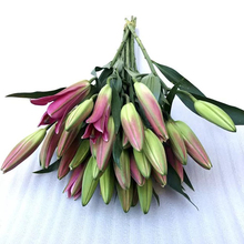 香水百合花鲜花云南直发昆明基地直批插花水养花室内家用直供花束