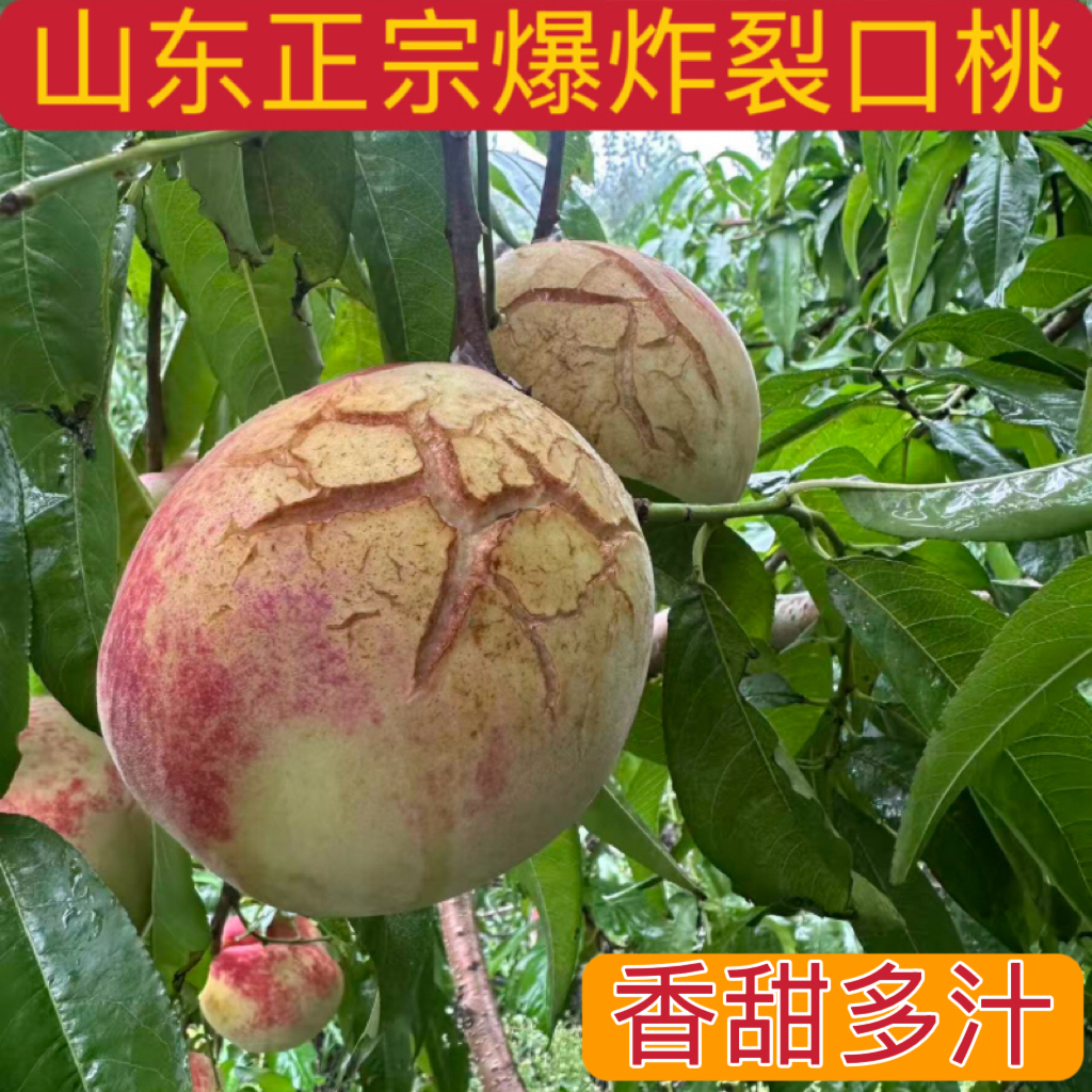 现货山东爆炸裂口丑桃子新鲜水果