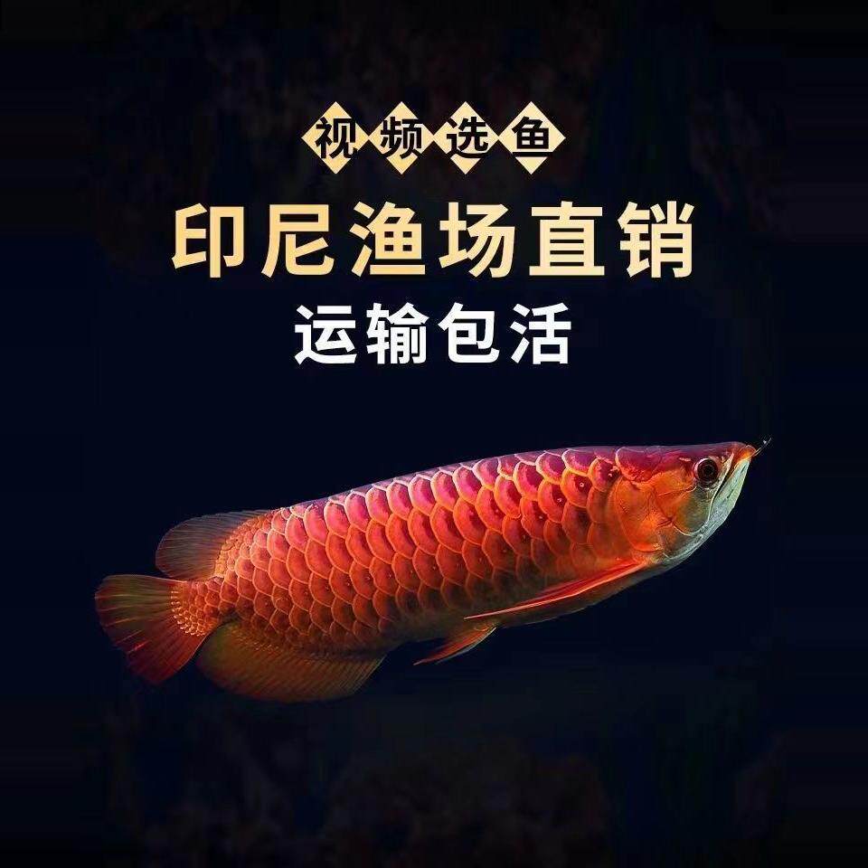 印尼纯血红龙鱼活鱼大湖辣椒鱼幼苗练手新手观赏风水鱼苗好养耐养