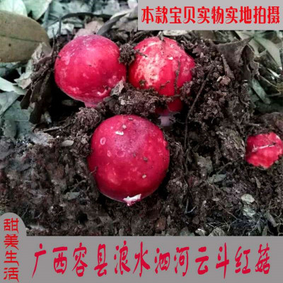 野生红蘑菇天然月子红蘑菇红椎菌