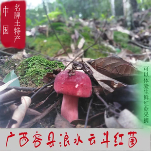 广西容县浪水天然野生红蘑菇正宗孕妇月子红椎菌干货香菇50克包邮