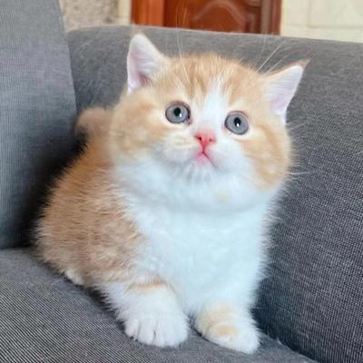 中华田园猫橘猫幼崽狸花猫活体家养土猫纯黑猫白猫奶牛猫猫咪活物