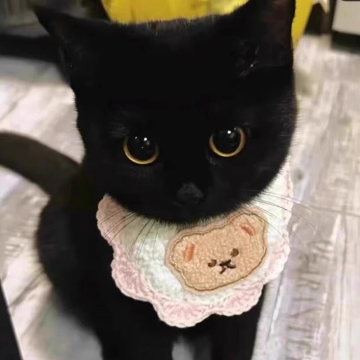 纯黑玄猫中华田园猫幼崽黑煤球猫猫咪
