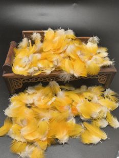 玄凤牡丹鹦鹉鸟类禽类羽毛人工合法养殖基地自然脱落点翠工艺材料