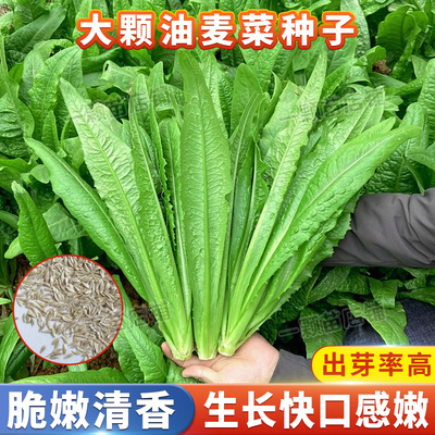 口感鲜嫩纤维少油麦菜种子