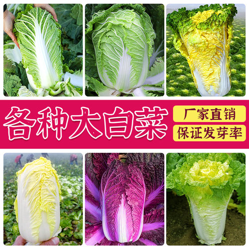 大白菜种子耐寒耐热抗病强