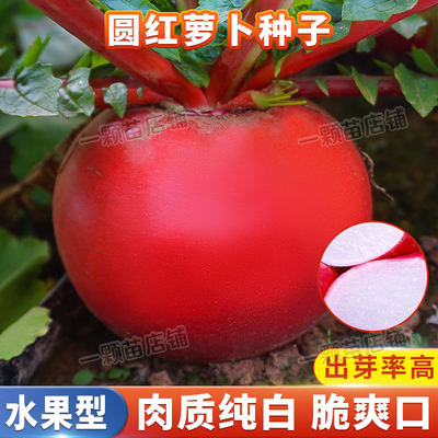 夏播白肉红皮圆萝卜种籽