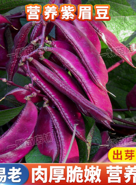 扁豆籽口感嫩肉厚梅豆耐热耐老化