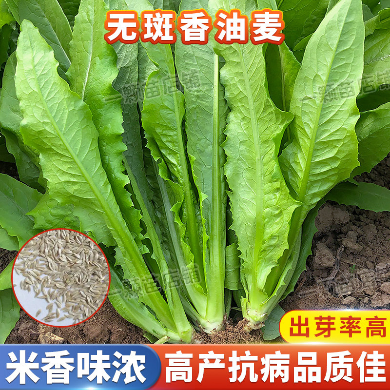 无斑大叶油麦菜种子脆甜耐高温香油麦青菜种籽秧盆栽四季蔬菜种孑