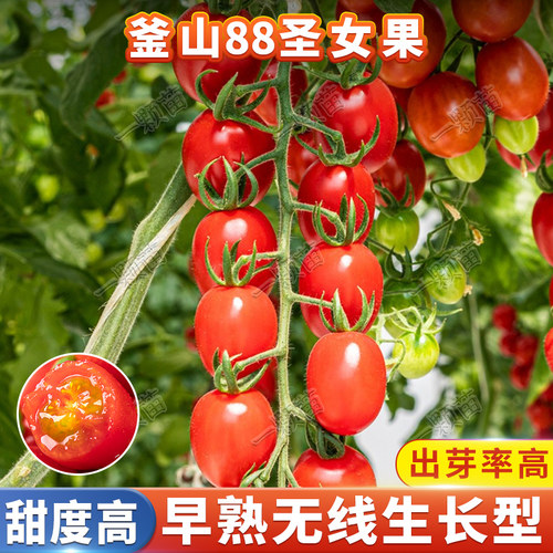超甜圣女果种子玲珑樱桃小西红柿