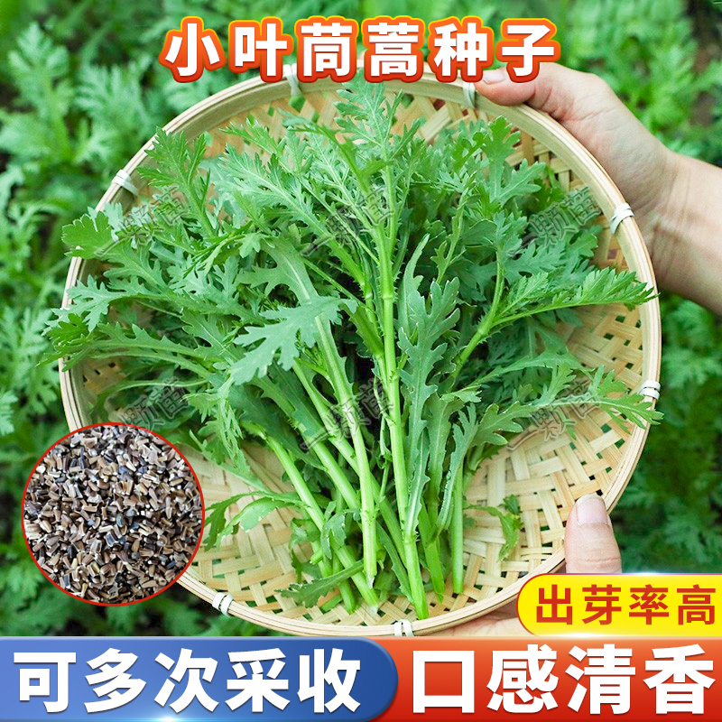 四季小叶茼蒿菜种籽大叶茼蒿菜籽种皇帝菜茼蒿种子青菜蔬菜菜种孑-封面