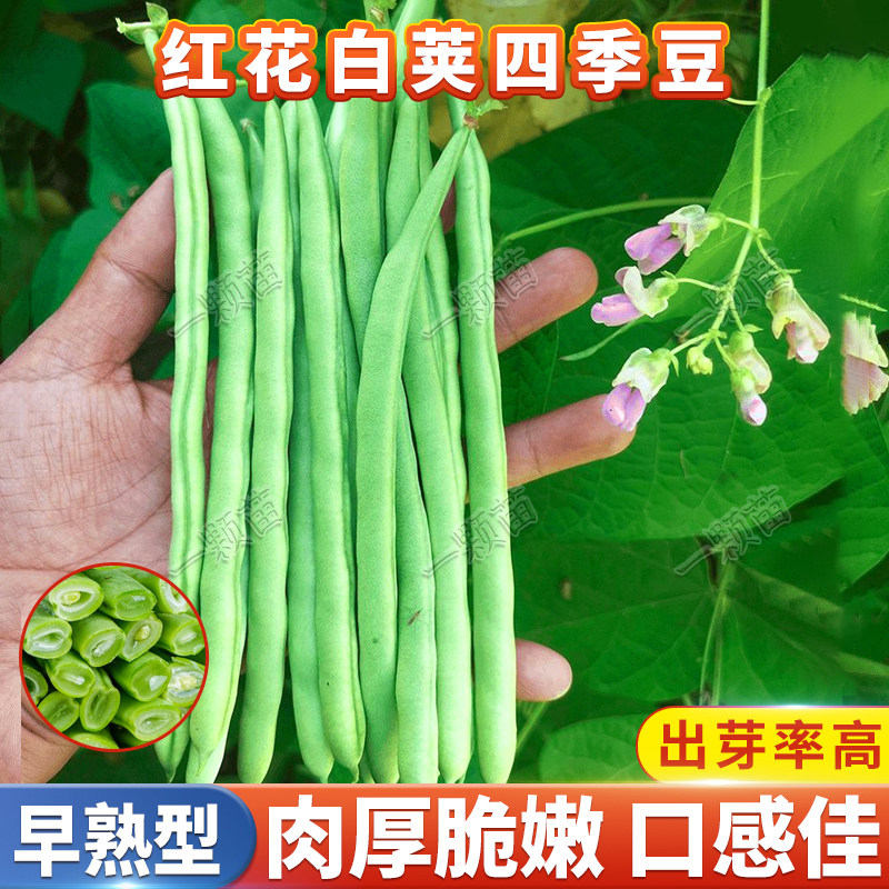 红花白荚四季豆种籽早熟无筋架豆图片