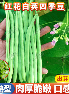 红花白荚四季豆种籽早熟无筋架豆