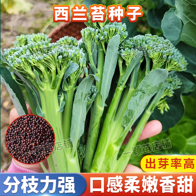 西兰苔种子种籽菜苔西兰花种籽菜心秧苗苔芥蓝芥兰菜盆栽蔬菜种孑