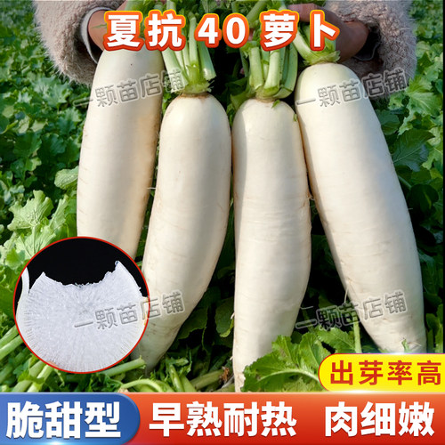 夏抗萝卜种籽子可耐40度高温