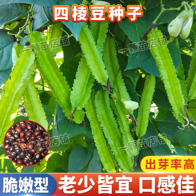 四棱豆种子苗秧四角豆皇帝豆种籽春秋四季蔬菜种孑豆角四棱豆种籽