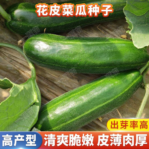绿皮青皮花皮菜瓜种籽 脆瓜酥瓜酱瓜烧瓜梢瓜菜瓜种子蔬菜种孑
