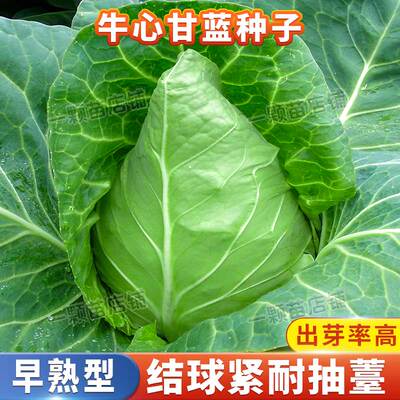 牛心甘蓝种子早熟耐抽苔产量高