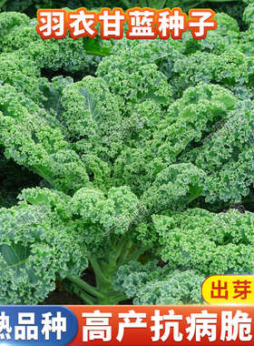 食用羽衣甘蓝种孑子盆栽苗皱叶紫色绿甘蓝种籽春秋四季阳台蔬菜种