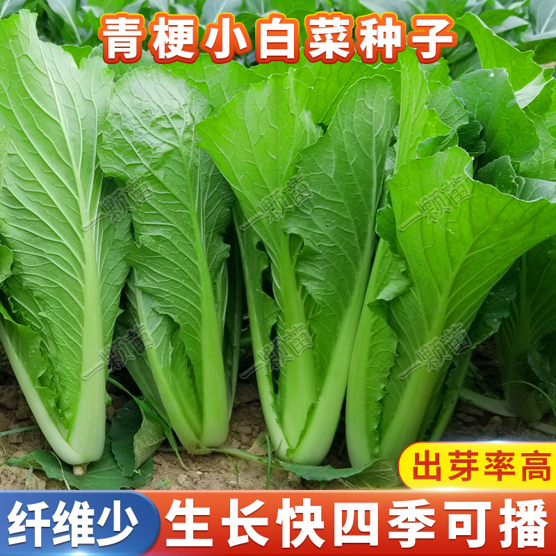 四季青梗小白菜种孑青菜菜种籽速生快菜阳台盆栽菜籽耐热蔬菜种子