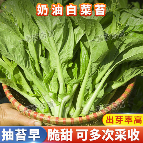 早熟奶油白菜苔种籽耐寒