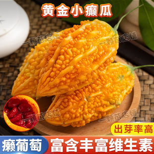 黄金小濑瓜种子赖葡萄金铃子小癞瓜小苦瓜庭院家庭瓜果蔬菜种籽孑
