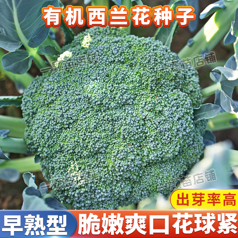 西兰花种子花球紧密不易散花
