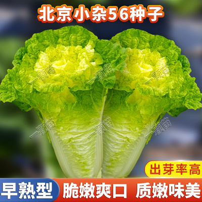 秋季黄心白菜种籽过年大白菜