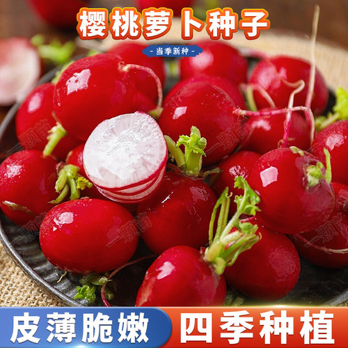 合丰种业四季可种柔嫩早熟高产