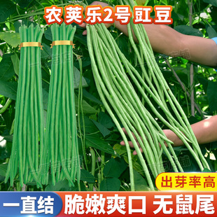 豆角种子脆特长豇豆种籽孑高产白不老摘不败豆角种籽大全春秋季