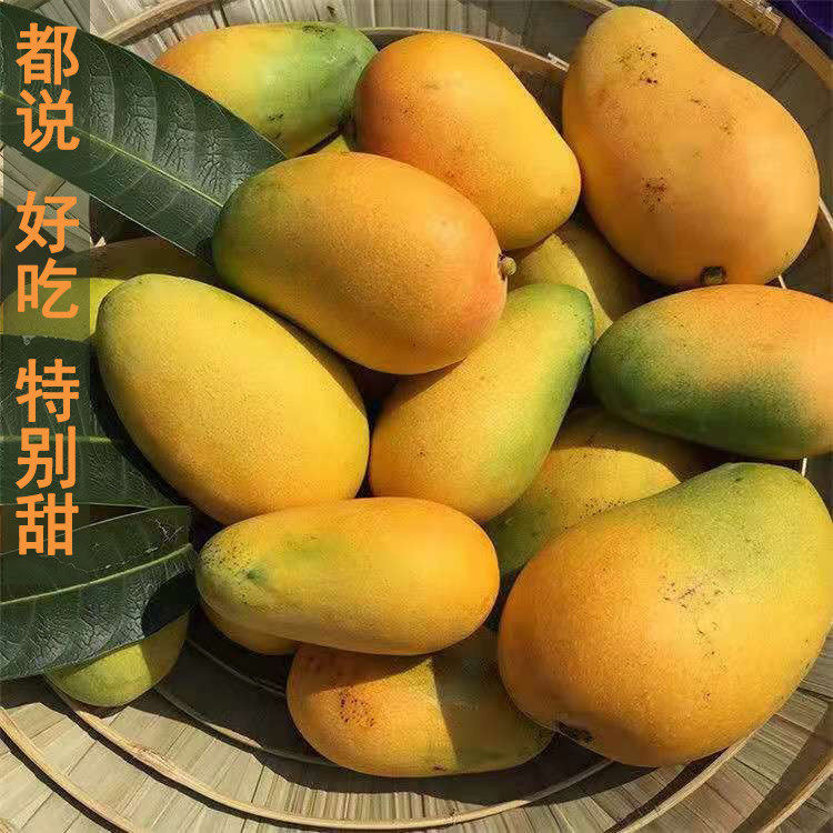 小台芒新鲜10斤正宗大台农树上熟广西芒果皮薄好吃小台农芒果大果