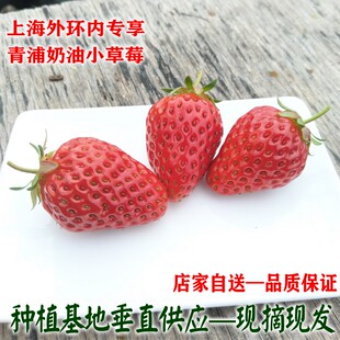 上海青浦商用红颜奶油小草莓 章姬奶油草莓新鲜时令水果烘焙点缀