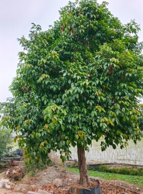 秋枫重阳木庭院绿植园林造景四季常青市政道路绿化工程品质优良