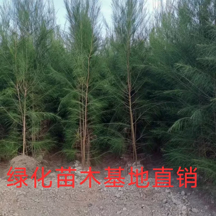 木麻黄树苗盆栽造林树苗花园庭院阳台别墅造景绿化植物四季常绿