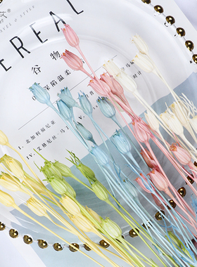 鹿苡永生花风铃草50510进口大地农园多色材料包小份DIY材配叶花材