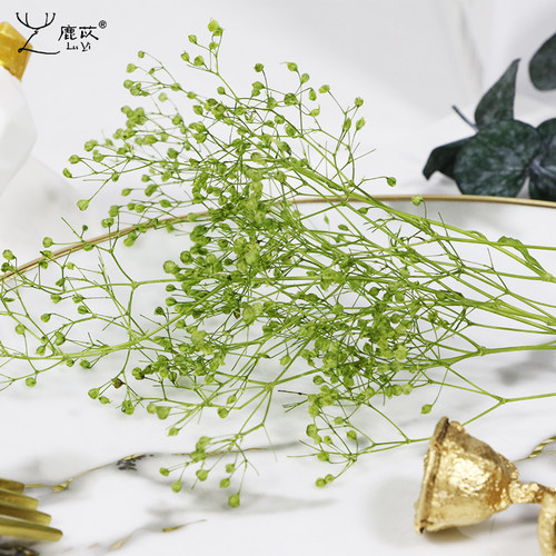 满天星永生花鹿苡满99包邮