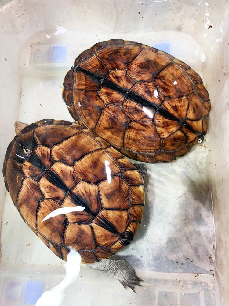 纯种石金钱正宗南石活体宠物变异冷水外塘养殖观赏长寿招财小乌龟